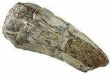 Dinosaur-Eating Crocodile (Sarcosuchus) Tooth - Niger #282111-1